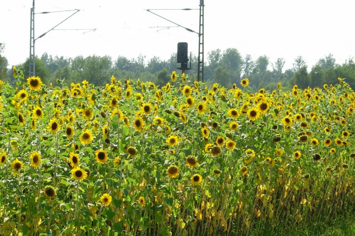 Sonnenblumen Sonnenblumen
